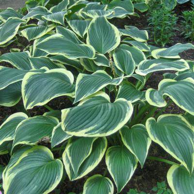 Hosta 'Yellow River'